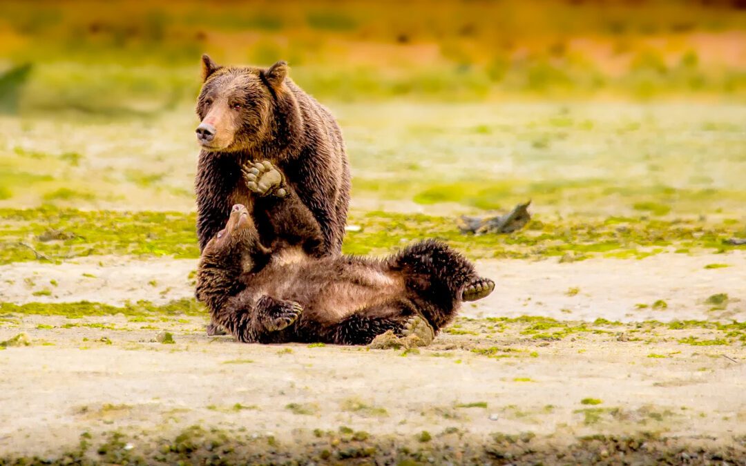 Alaska Photography Tours at Katmai Wilderness Lodge