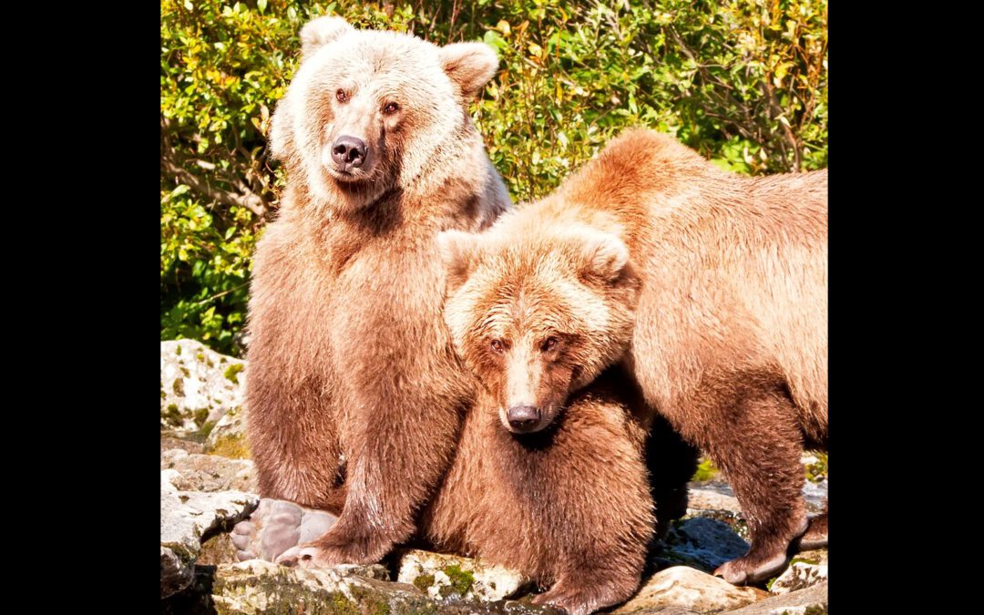 Katmai Wilderness Lodge, an Unforgettable Alaska Bear Lodge Experience