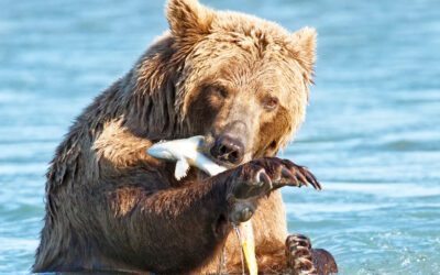 Alaska Bear Viewing and Eco-Tours at Katmai Wilderness Lodge