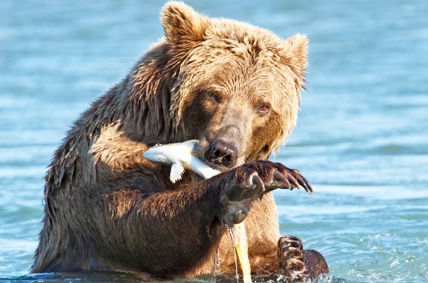 Alaska Bear Viewing Eco-Tours