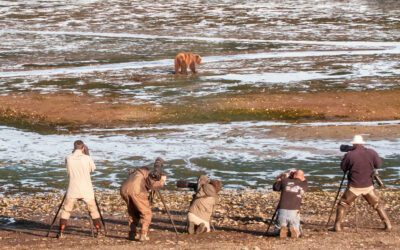 Exploring the Majesty of Bear Tours in Alaska